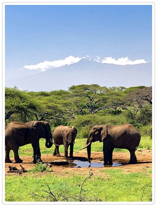 Chyullu Hills Elephants