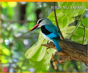 Kenya birding safaris