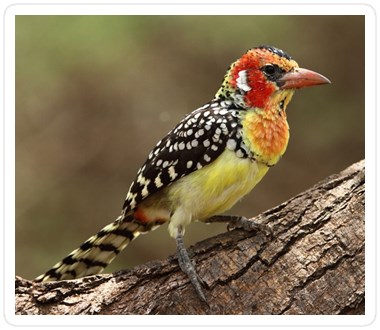 Lake Manyara Birds