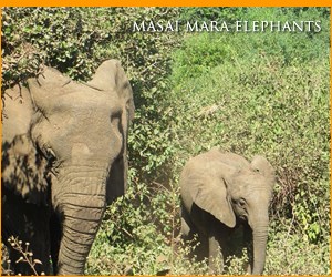 Masai Mara Elephants